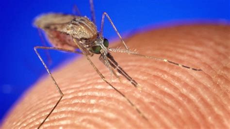 ¿Quieres alejar a los mosquitos? Esto es lo que dicen los científicos